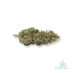CBD Cobby X