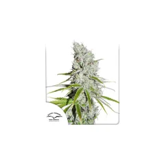 Konopná semínka CBD Skunk Haze feminizovaná