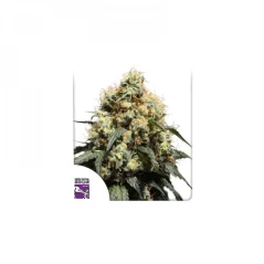 Konopná semínka Bruce Lemon Diesel feminizovaná