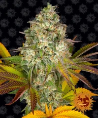 Konopná semínka Auto Cookies Kush