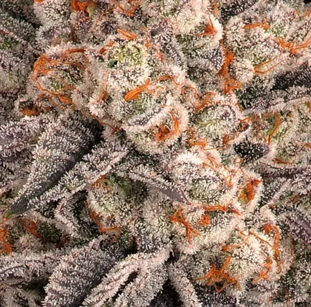 Detail konopného květu pokrytého bílými trichomy s oranžovými bliznami a fialovými listeny