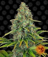 Konopná semínka Auto Blueberry Cheese