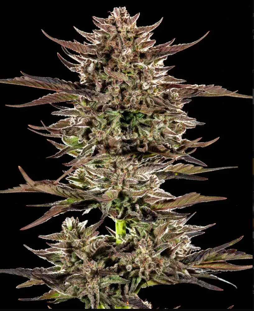 Vysoké květenství odrůdy Frosted Zinn x 3 Bears OG Auto s purpurovými listeny a hustou vrstvou trichomů
