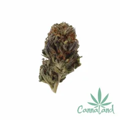 CBG9 20% Popcorn 1g
