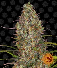 Konopná semínka Auto Glue Gelato