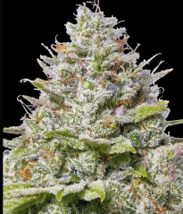 Konopná semínka Blue Gelato 41 feminizovaná
