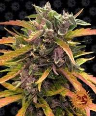 Konopná semínka Auto Gorilla Glue
