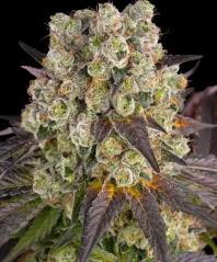 Konopná semínka Purple Punch x Lemon Drizzle feminizovaná