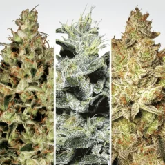 Konopná semínka Sativa Champions Pack