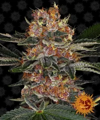 Konopná semínka Auto Purple Punch feminizovaná