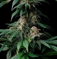 Konopná semínka Mendo Breath feminizovaná