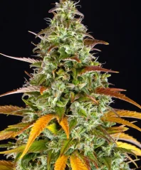Konopná semínka Auto Watermelon Zkittlez feminizovaná