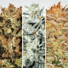 Konopná semínka Indica Champions Pack