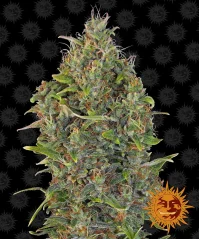 Konopná semínka Auto Critical Kush