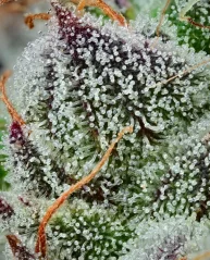 Konopná semínka Black Cherry Gushers feminizovaná