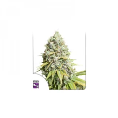 Konopná semínka Kosher Haze feminizovaná