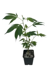 Sazenice Sour Lifter 17% CBD v květináčku 1ks