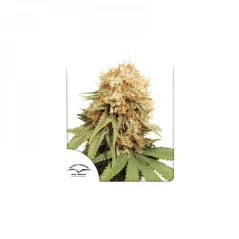 Konopná semínka White Widow feminizovaná