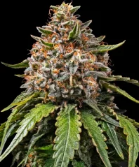 Konopná semínka White Widow XXL
