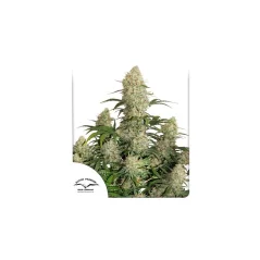 Konopná semínka Auto Critical Orange Punch feminizovaná