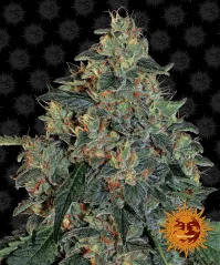 Konopná semínka Blueberry OG feminizovaná