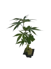 Sazenice Sour Suver Haze 16% CBD 1ks