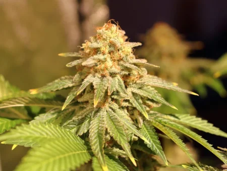 Konopná semínka Space Cookies feminizovaná