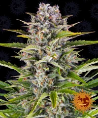 Konopná semínka Auto Gorilla Zkittlez