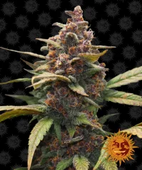 Konopná semínka Ayahuasca Purple feminizovaná