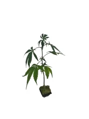 Sazenice Special Sauce 15% CBD 1ks