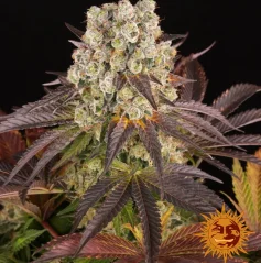 Konopná semínka Purple Punch x Lemon Drizzle feminizovaná