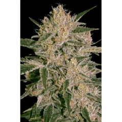 Konopná semínka CBD Nebula II