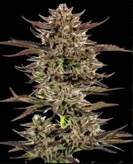 Konopná semínka Frosted Zinn x 3 Bears OG Auto feminizovaná