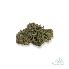 CBD Harlequin by HD
