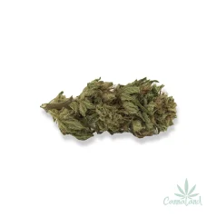CBD Eletta Campana