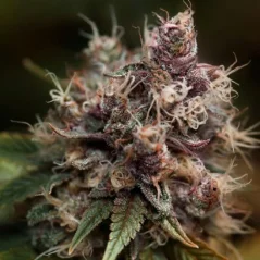 Konopná semínka Blueberry feminizovaná