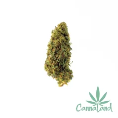 THC-B 10% Bubblegum OG 1g