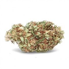 CBG Buddha 1g