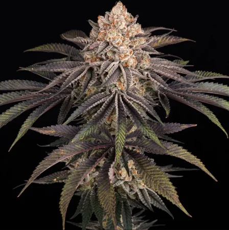 Rostlina Frosted Zinn x 3 Bears OG Auto s fialovozelenými listy a špičkovým květem s oranžovými bliznami