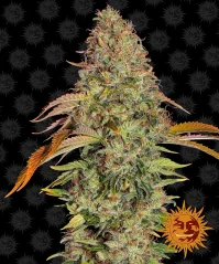 Konopná semínka Auto Zkittlez OG