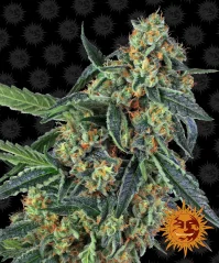 Konopná semínka Cookies Kush feminizovaná