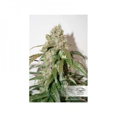 Konopná semínka CBD Auto White Widow feminizovaná