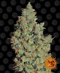 Konopná semínka Tangerine Dream, feminizovaná