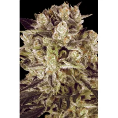Konopná semínka CBD Durga Mata II