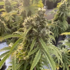 Konopná semínka Auto CBD-Victory feminizovaná