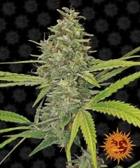 Konopná semínka G13 Haze, feminizovaná