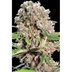 Konopná semínka Mendocino Skunk feminizovaná