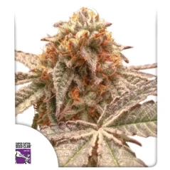 Konopná semínka Purple OG Punch feminizovaná
