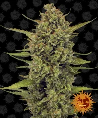 Konopná semínka Acapulco Gold, feminizovaná