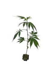 Sazenice Sour Lifter 17% CBD 1ks